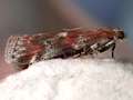 Acrobasis marmorea